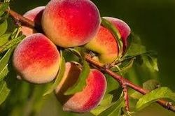 Trụy tim suýt chết vì ăn đào