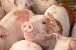 Giá lợn hôm nay 8/10: Giảm nhẹ, quanh ngưỡng 74.000- 77.000 đồng/kg