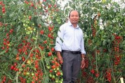 Người tiên phong làm rau đạt chuẩn quốc tế Global GAP