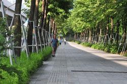 Hà Nội: Ngắm vỉa hè đẹp mắt phủ kín cây xanh trên đường Phạm Văn Đồng