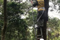 Chuẩn bị trồng thay thế những cây Xích Tùng cổ trên Yên Tử