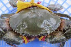 Xuất khẩu cua, ghẹ sang Trung Quốc tăng hơn 3 lần