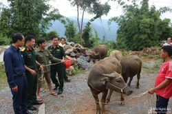 120 hộ nghèo Kỳ Sơn và Quế Phong được nhận trâu, bò giống