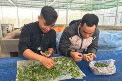 Trung tâm Nghiên cứu Giống cây trồng tỉnh Gia Lai: Nhân giống thành công loài lan quý