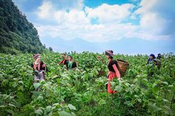 Mùa khoai sâm đọng mật