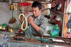 Thả 35kg rắn các loại và vạc về môi trường tự nhiên