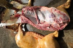 Nhà giàu cuối tuần về bản, bỏ chục triệu mổ con lợn rừng ăn dần
