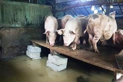 Huế mưa trắng trời, người dân 'oằn mình' chống lũ
