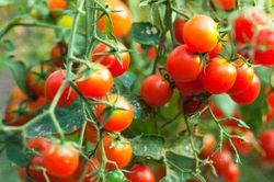 Lướt nhìn cà chua 3 giây biết ngay quả nào chín tự nhiên, quả nào chín ép bằng hóa chất