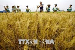 Chỉ số giá lương thực thế giới tăng tháng thứ tư liên tiếp