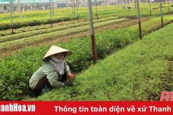 Hiệu quả từ mô hình tích tụ, tập trung đất đai, sản xuất quy mô lớn