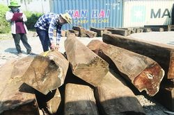 Tìm chủ lô hàng 60 container gỗ bị 'bỏ quên' tại cảng