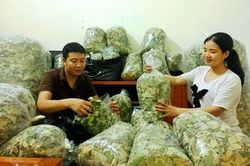 Nghề trồng sen hái lá ở Phương Tú
