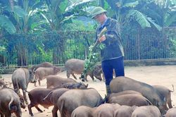 Nuôi lợn rừng dược liệu kiếm tiền tỷ, trồng cỏ lạ thu nhập nghìn USD
