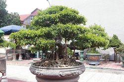 Đã mắt với cây sanh không tên giá trị bằng cả một gia tài