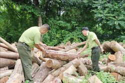 Xử lý nghiêm việc khai thác rừng trái phép tại huyện Định Hóa, Thái Nguyên