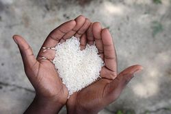 3 loại gạo có cho tiền cũng nhất định đừng mua kẻo vừa tốn tiền lại mắc ung thư