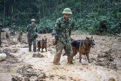 Sạt lở thủy điện Rào Trăng 3: Tìm kiếm đồng đội trong nước mắt