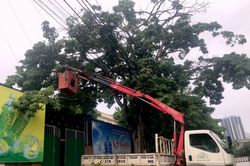 TP.Vinh cắt tỉa gần 3.000 cây xanh ứng phó với bão số 7