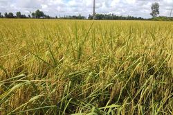 Giá lúa gạo hôm nay ngày 14/10: Thị trường giao dịch chậm, giá lúa chững