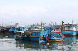 Hơn 150 tàu cá tham gia chuỗi liên kết khai thác thu mua, chế biến tiêu thụ cá ngừ