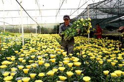 Người trồng hoa cúc phấn khởi vì giá cao