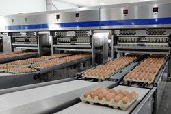Hòa Phát cung cấp gần 550.000 quả trứng gà sạch mỗi ngày, lớn nhất miền Bắc