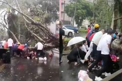 Hợp sức giải cứu người phụ nữ bị cây đè ở Trung Quốc