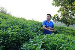 Giữ uy tín, nông dân Thái Nguyên phát bỏ chè quá lứa