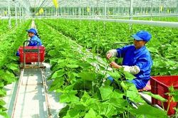 Chi phí logistics đắt đỏ khiến nông nghiệp gặp khó