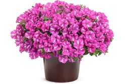 Tử vi hôm nay 16/10 của 12 cung hoàng đạo: Song Ngư gặp nhiều trở ngại trong công việc