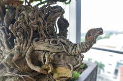 Cây sanh cổ thế 'quái' hiếm gặp khiến đại gia ôm tiền tỷ đợi mua cây