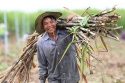 Doanh nghiệp nên tăng giá thu mua mía cho nông dân