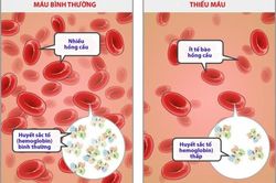 Chức năng tạo máu và sự phát triển của cơ thể trẻ