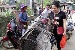 Níu chân Chợ phiên Cốc Pài