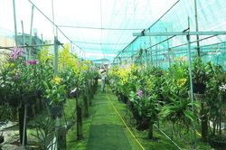 Vườn lan gần 20.000 cây: Tài sản hàng chục tỷ của tay chơi Sài Thành