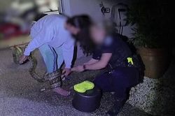 Cố cứu con trăn dài 3 mét, người phụ nữ không ngờ bị con vật 'trở mặt'