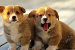Những thực phẩm đại kỵ đối với loài chó