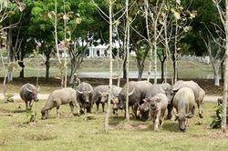 Mô hình tăng gia hiệu quả