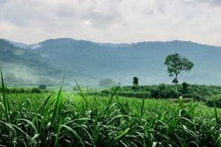 Mang tiền về quê tích 'của để dành', ai ngờ trúng lớn lãi gấp đôi