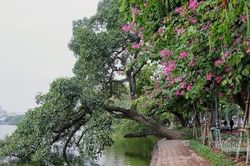 Chuyện khó nói của nàng dâu phố cổ