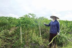 Cây nưa, 'đặc sản' của vùng đất Đông Sơn