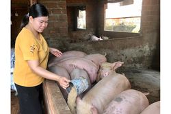 Ia Grai phát triển chăn nuôi gia trại