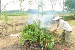 424 ha sắn bị bệnh vi rút khảm lá sắn