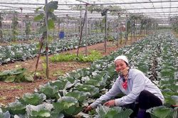 Sản xuất rau gắn với bảo vệ môi trường