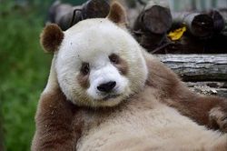 Gấu trúc nâu nuôi nhốt duy nhất trên thế giới