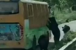 Hãi hùng gấu vồ chết nhân viên sở thú trước mặt du khách