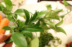 Những đặc sản rau rừng tên lạ nhưng ăn dễ nghiện