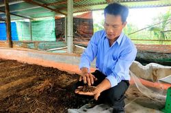 Nuôi trùn quế hiệu quả cao
