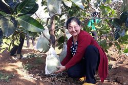 Phụ nữ Chư Păh giúp nhau phát triển kinh tế